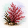 Alaria Acrochaetium Red Alga