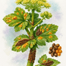 Alexanders Rust