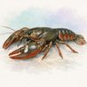 American Signal Crayfish