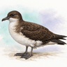 Balearic Shearwater