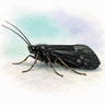Black Sedge Caddisfly