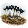 Black Slime Mold