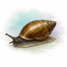 brown hive snail
