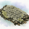 Common Lecanora