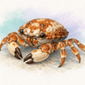 Cranch's nut crab
