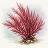 Crinal gelidium (red seaweed)