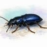 Dark Blue Ground Beetle