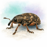 Dock Weevil