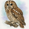 Eurasian tawny owl