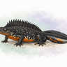 (Great or Northern) Crested Newt