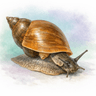 Great Pond Snail