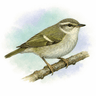 Greenish Warbler