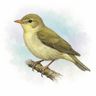 Icterine Warbler