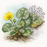 Lesser celandine downy mildew