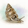 Long-toothed Herald Snail