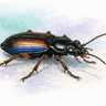 Mannerheim's Ground Beetle