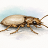 Marine Aepus Beetle