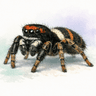 No widely accepted common name; a jumping spider species