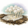 No widely accepted common name (a slime mold)