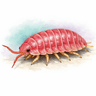 Rosy Woodlouse