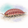Saeroe woodlouse