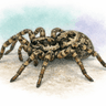 sand wolf spider