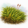 Sickle-leaved Hook-moss